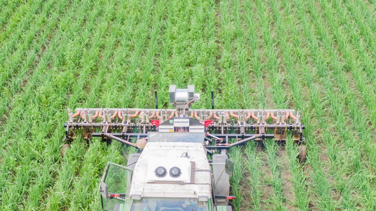 envo dan malas hierbas|envo dan 1